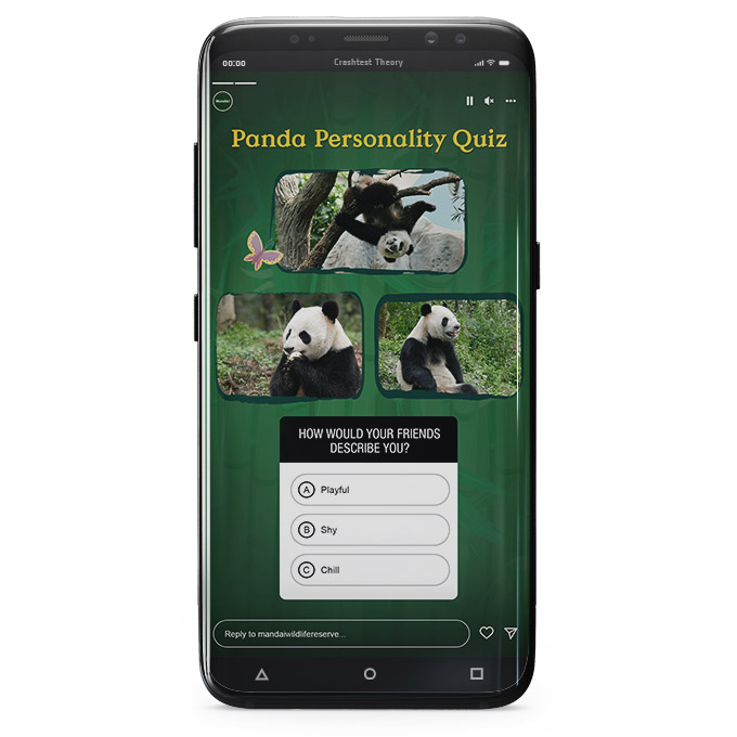 panda_quiz_02